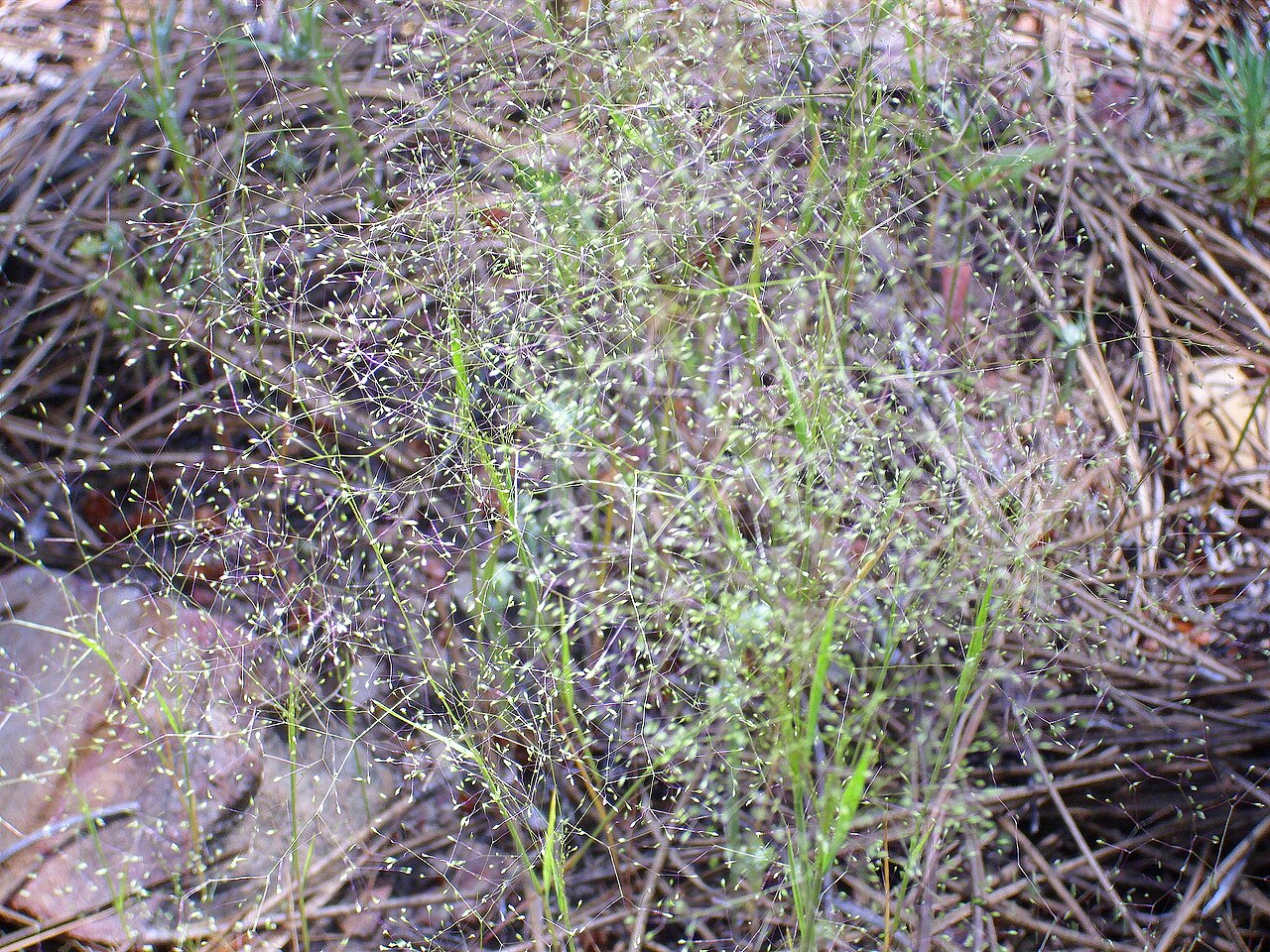 Bentgrass: Agrostis truncatula subsp. truncatula habit, Sierra Madrona , Spain