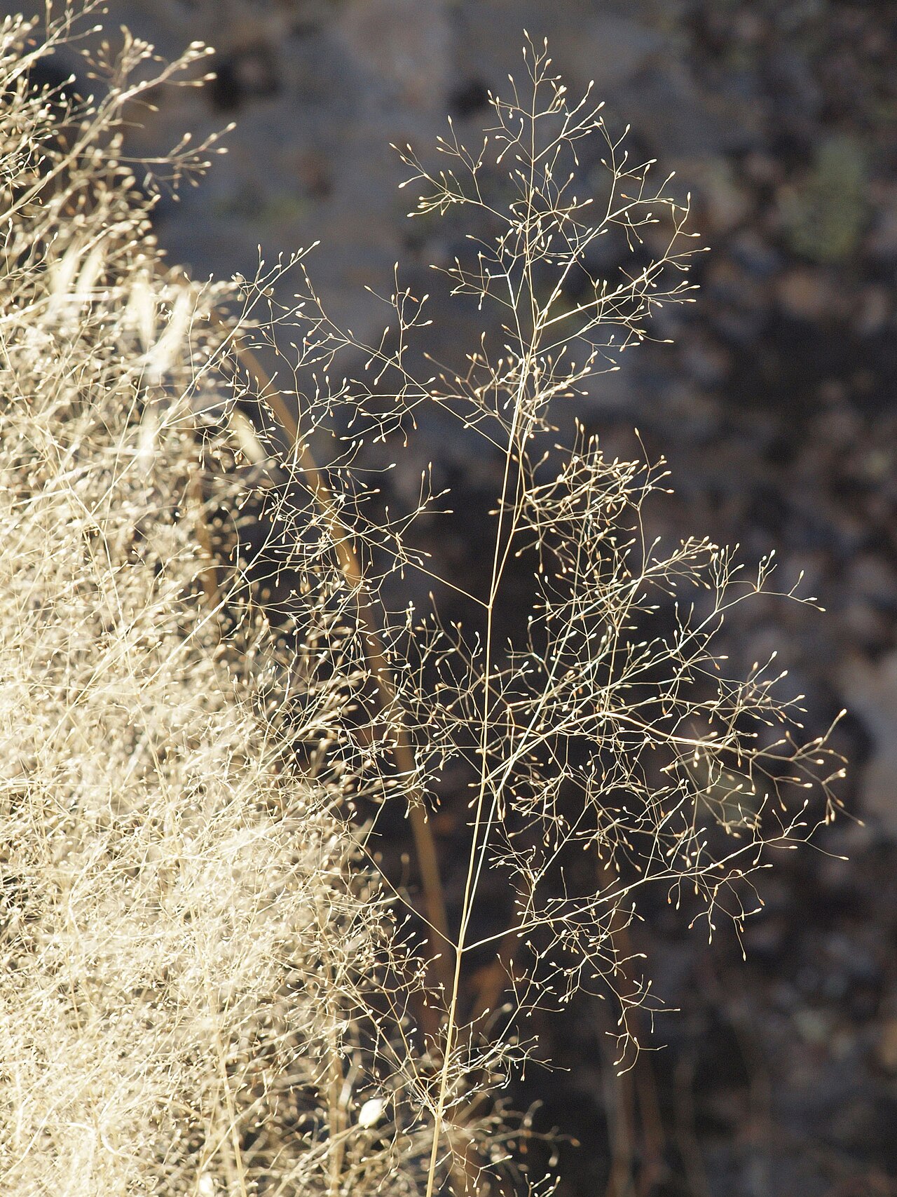 Bentgrass: Agrostis truncatula , llamada localmente genillo. Losar de la Vera ( Cáceres , España ).