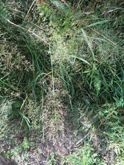 Bentgrass (Agrostis castellana)