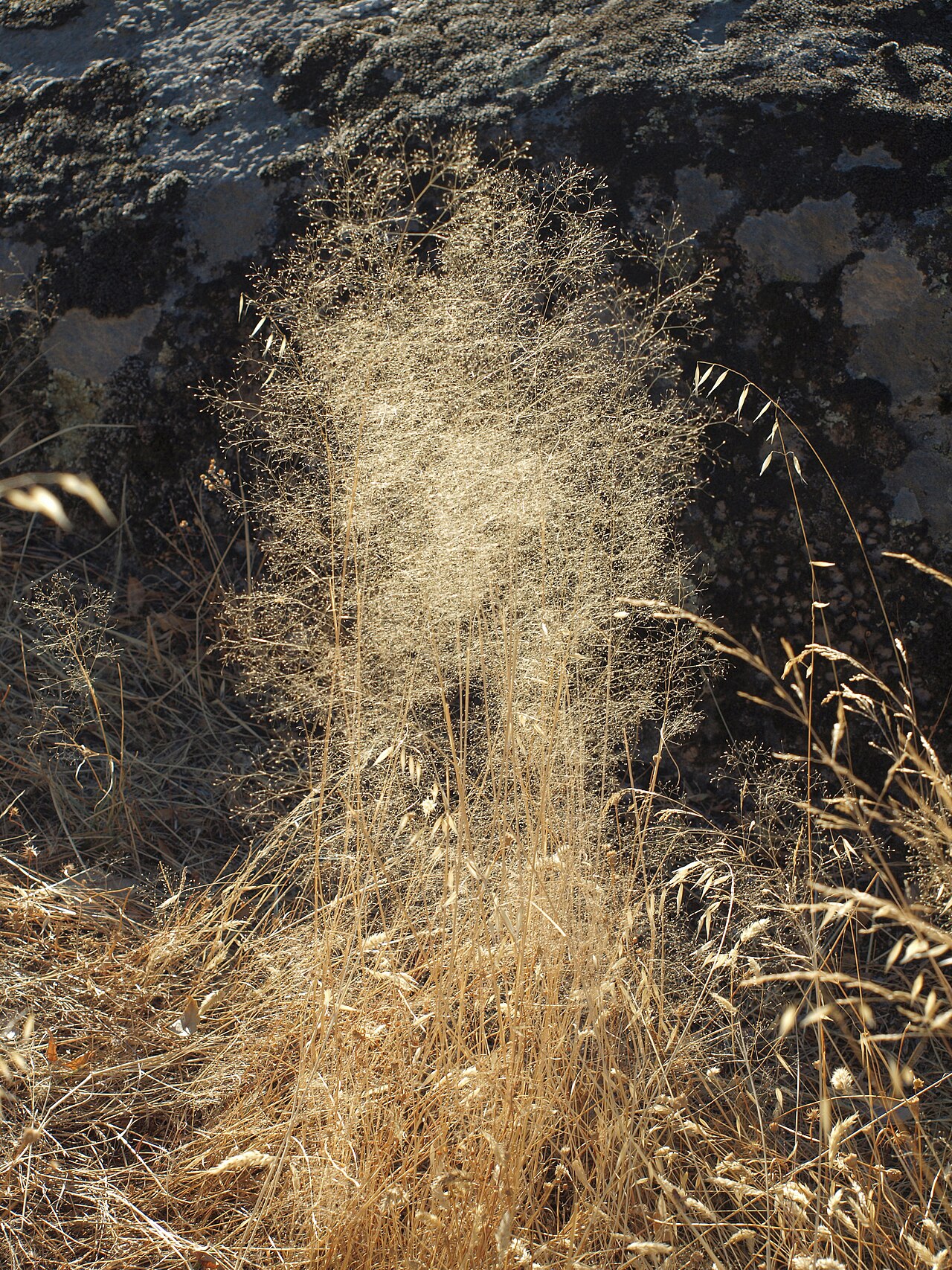 Bentgrass: Agrostis truncatula , llamada localmente genillo. Losar de la Vera ( Cáceres , España ).