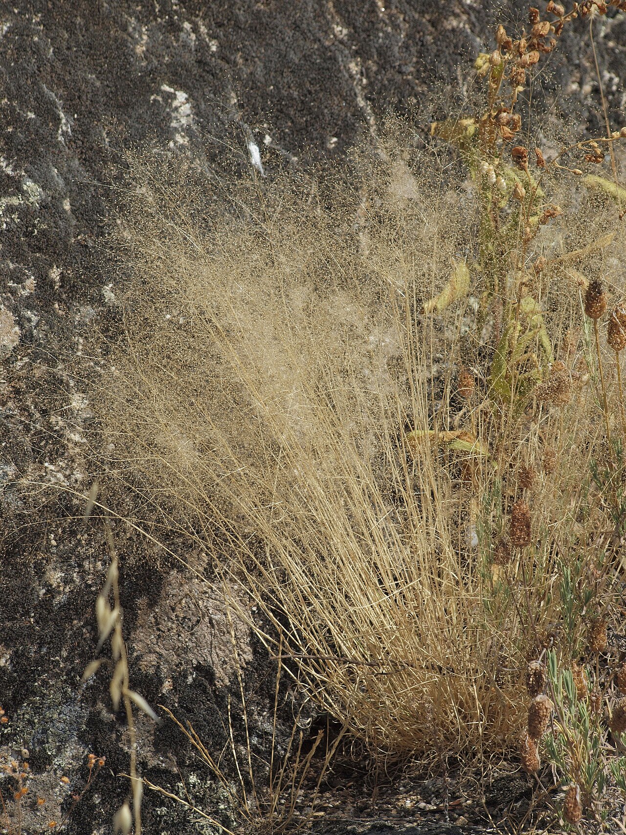 Bentgrass: Agrostis truncatula , Losar de la Vera ( Cáceres , España ). Llamado genillo en la zona, donde se usaba tradicionalmente para hacer brochas con las que encalar