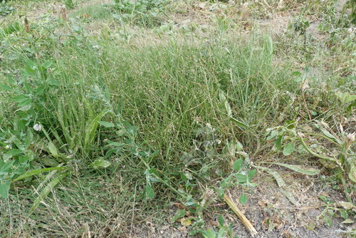 Bentgrass (Agrostis castellana)