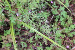 Bentgrass (Agrostis castellana)