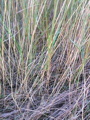 Bentgrass (Agrostis castellana)