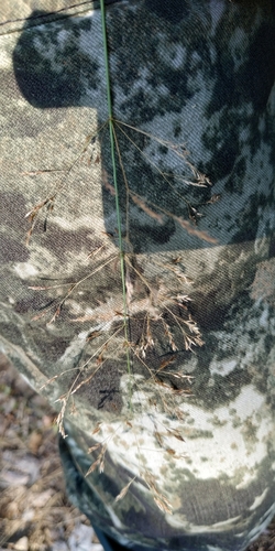 Clavate bentgrass (Agrostis clavata)