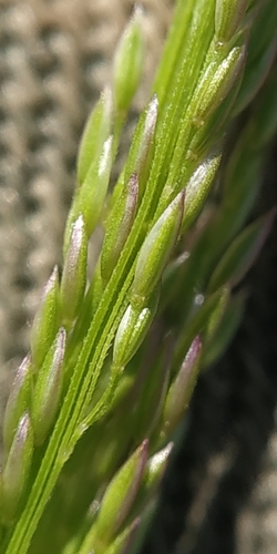 Clavate bentgrass (Agrostis clavata)