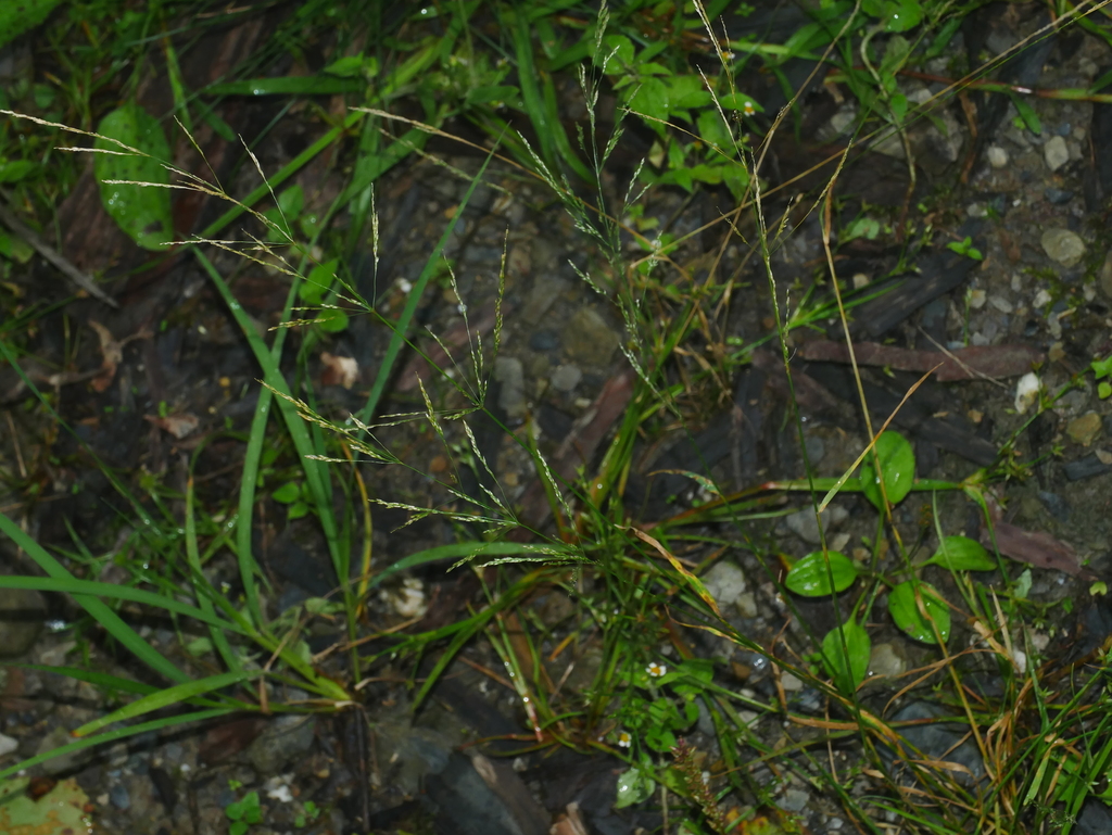 Clavate bentgrass (Agrostis clavata)