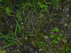 Clavate bentgrass (Agrostis clavata)