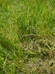 Clavate bentgrass (Agrostis clavata)