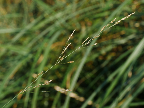 Clavate bentgrass (Agrostis clavata)
