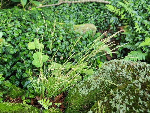Clavate bentgrass (Agrostis clavata)