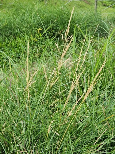 Clavate bentgrass (Agrostis clavata)