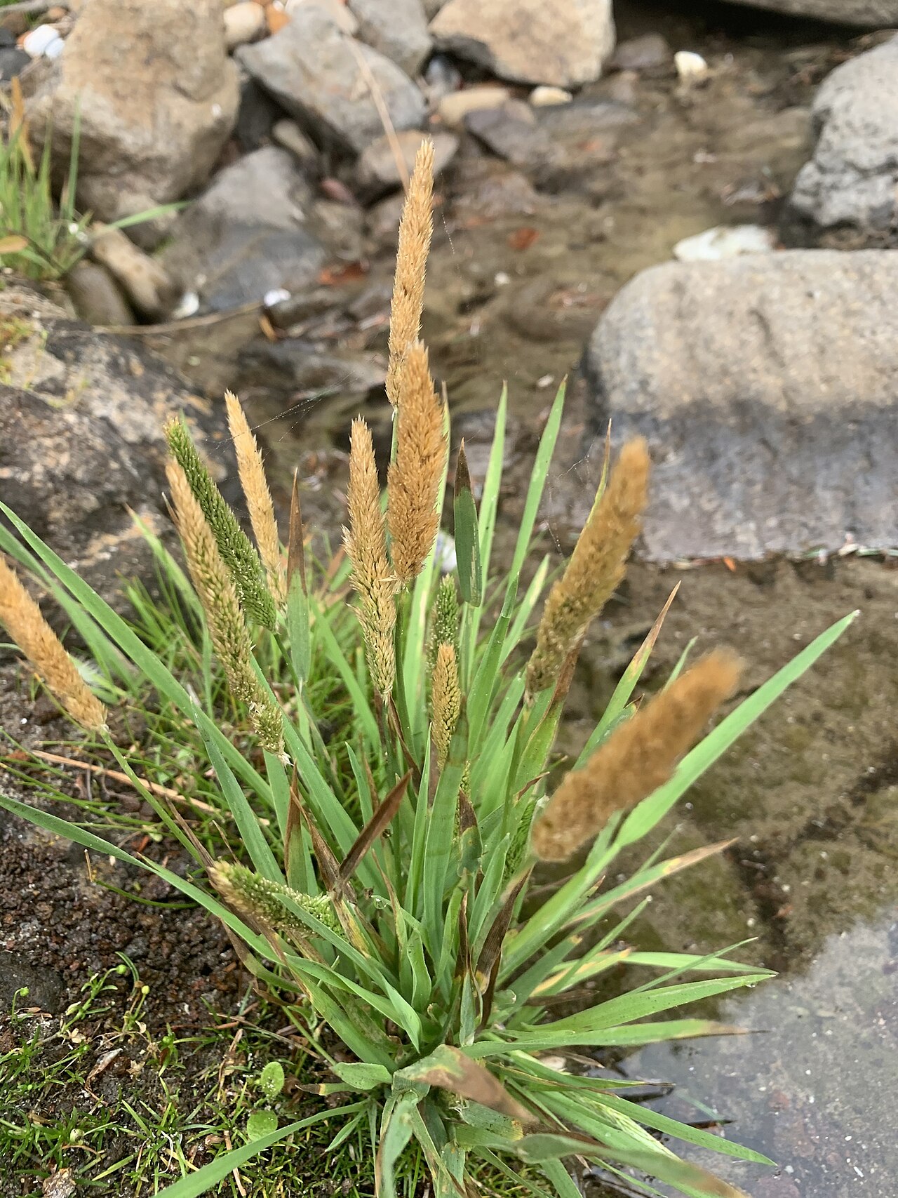 California bentgrass: California Bentgrass (Agrostis densiflora). Species of plant.