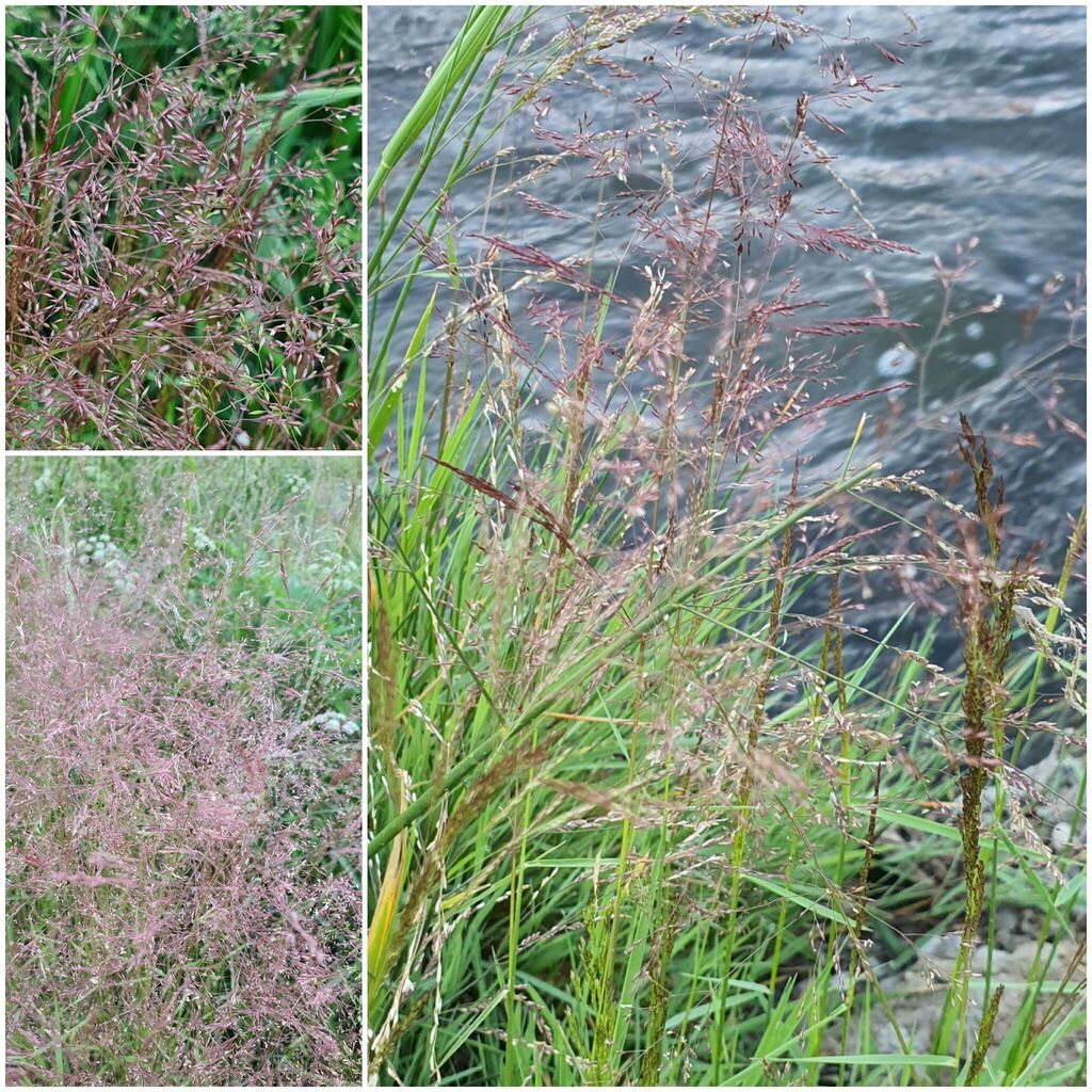 Agrostis divaricatissima (Agrostis divaricatissima)