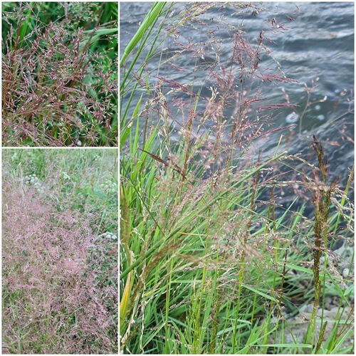 Agrostis divaricatissima (Agrostis divaricatissima)