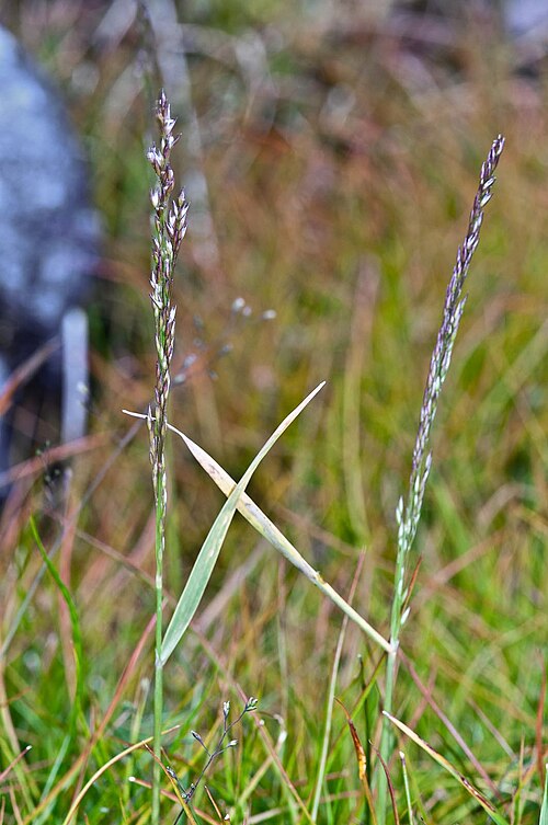 Agrostis dyeri (Agrostis dyeri)