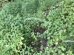 Spike bentgrass (Agrostis exarata)