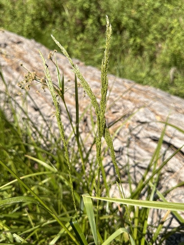 Spike bentgrass (Agrostis exarata)
