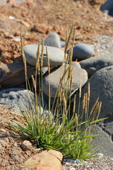 Spike bentgrass (Agrostis exarata)