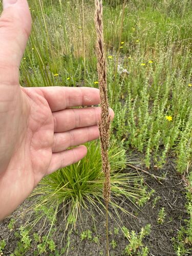 Spike bentgrass (Agrostis exarata)