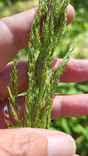 Spike bentgrass (Agrostis exarata)