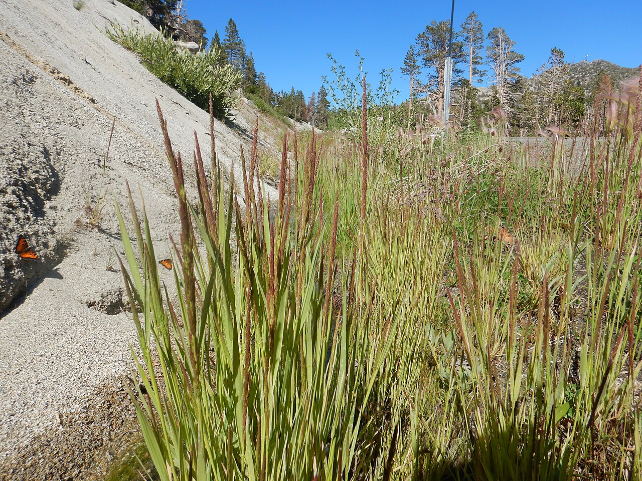 Spike bentgrass: Spike bentgrass is most common along roadside ditches in the Carson Range near the Mount Rose area. The narrow or spicate panicles are distinctive.