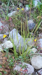 Spike bentgrass (Agrostis exarata)
