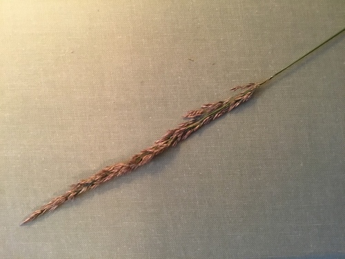 Spike bentgrass (Agrostis exarata)