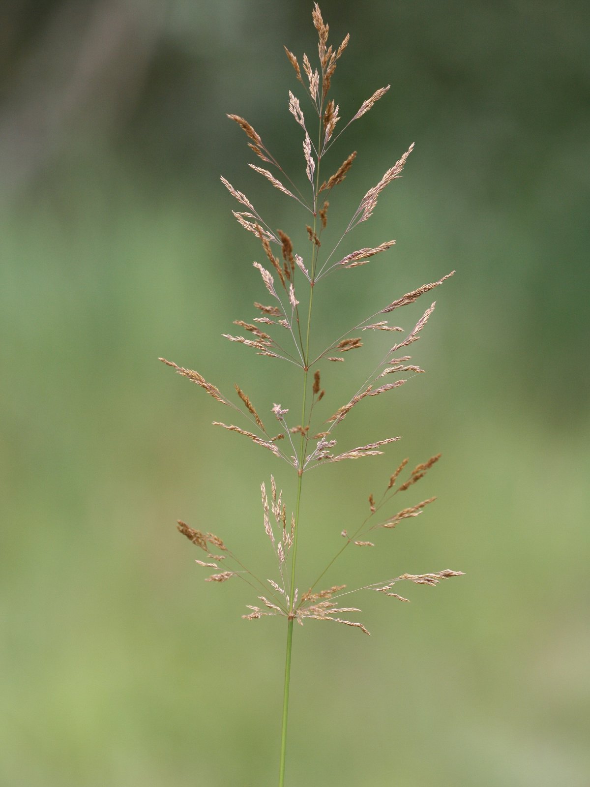 Redtop: Riesen-Straußgras ( Agrostis gigantea ), Infloreszenz