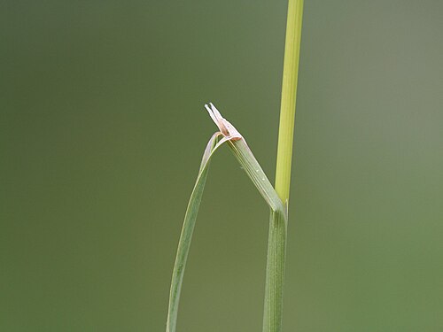 Redtop: Riesen-Straußgras ( Agrostis gigantea ), Blatthäutchen