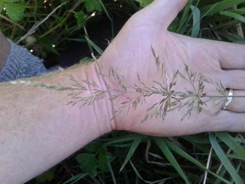 Redtop (Agrostis gigantea)