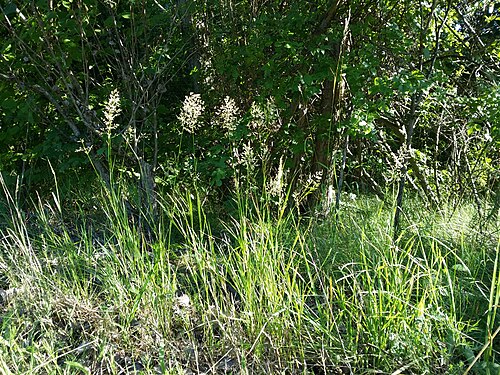 Redtop: Habitus Taxonym: Agrostis gigantea ss Fischer et al. EfÖLS 2008 ISBN 978-3-85474-187-9 Location: Donauinsel at the height of the Dampfschiffhaufen, Vienna-Donau