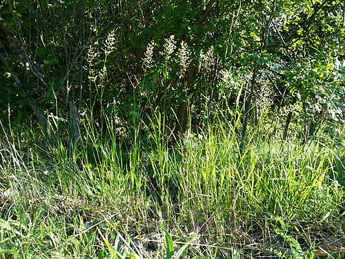 Redtop: Habitus Taxonym: Agrostis gigantea ss Fischer et al. EfÖLS 2008 ISBN 978-3-85474-187-9 Location: Donauinsel at the height of the Dampfschiffhaufen, Vienna-Donau