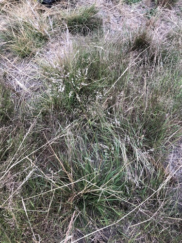 Redtop (Agrostis gigantea)