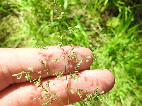 Redtop (Agrostis gigantea)