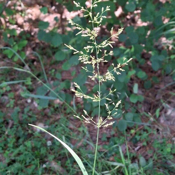 Redtop (Agrostis gigantea)