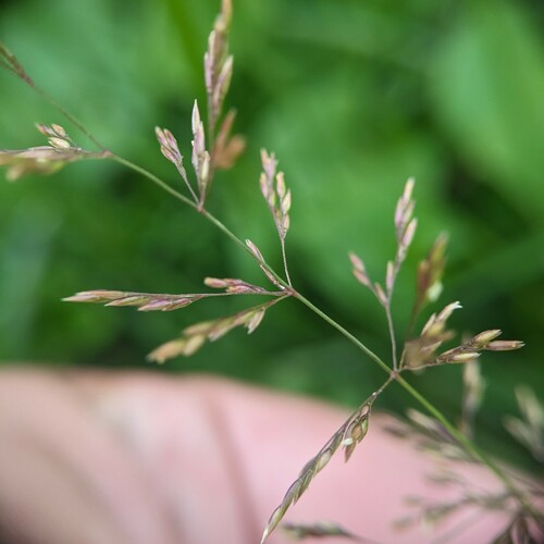 Redtop (Agrostis gigantea)