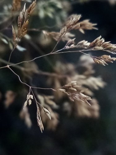 Redtop (Agrostis gigantea)