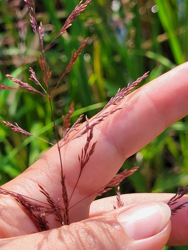 Redtop (Agrostis gigantea)