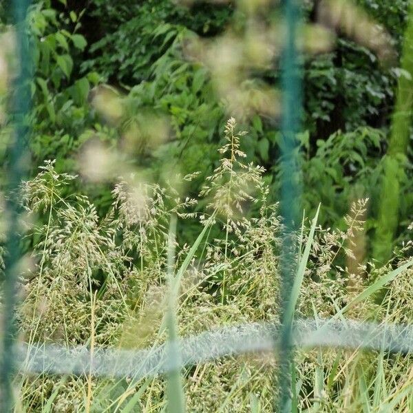 Redtop (Agrostis gigantea)