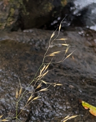 Howell's bentgrass (Agrostis howellii)