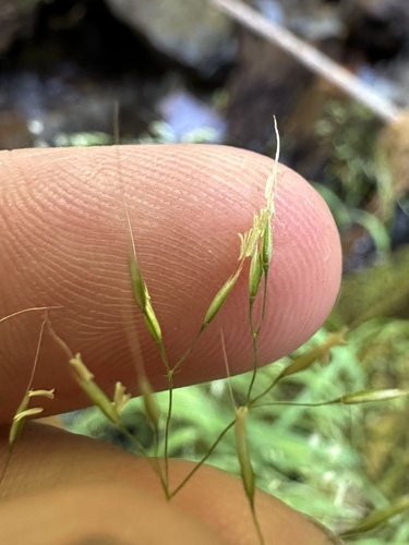 Howell's bentgrass (Agrostis howellii)