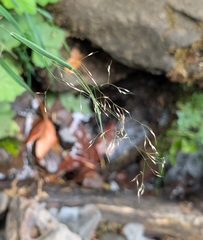 Howell's bentgrass (Agrostis howellii)