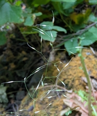 Howell's bentgrass (Agrostis howellii)