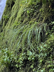 Howell's bentgrass (Agrostis howellii)