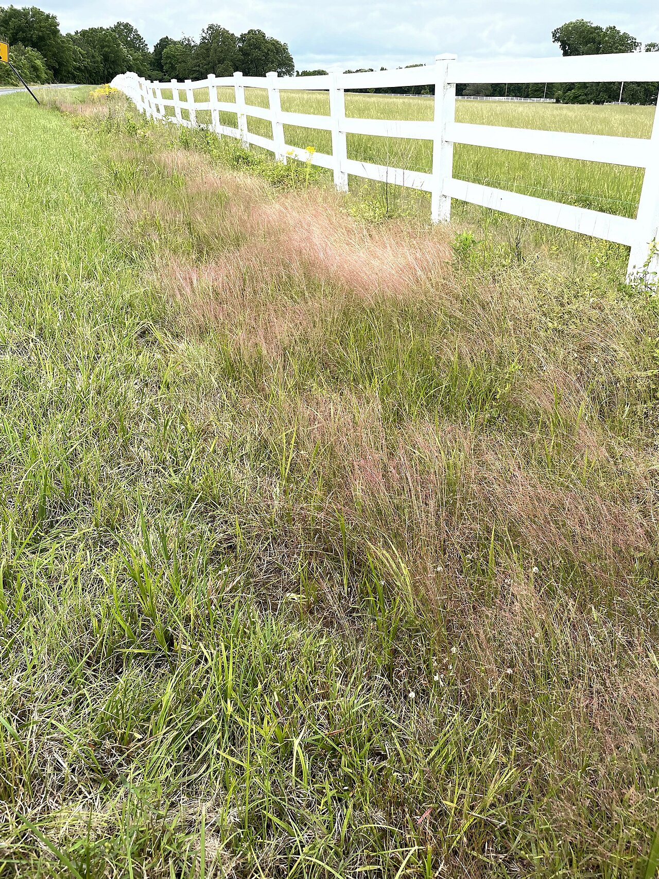 Winter bentgrass: Agrostis hyemalis