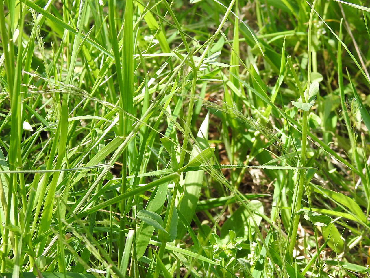 Winter bentgrass: Agrostis hyemalis