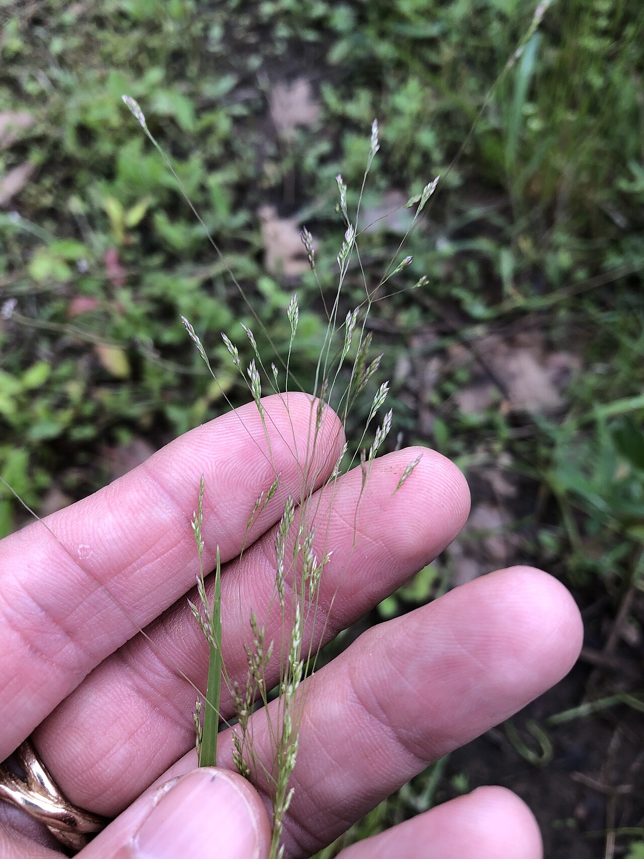 Winter bentgrass: Agrostis hyemalis