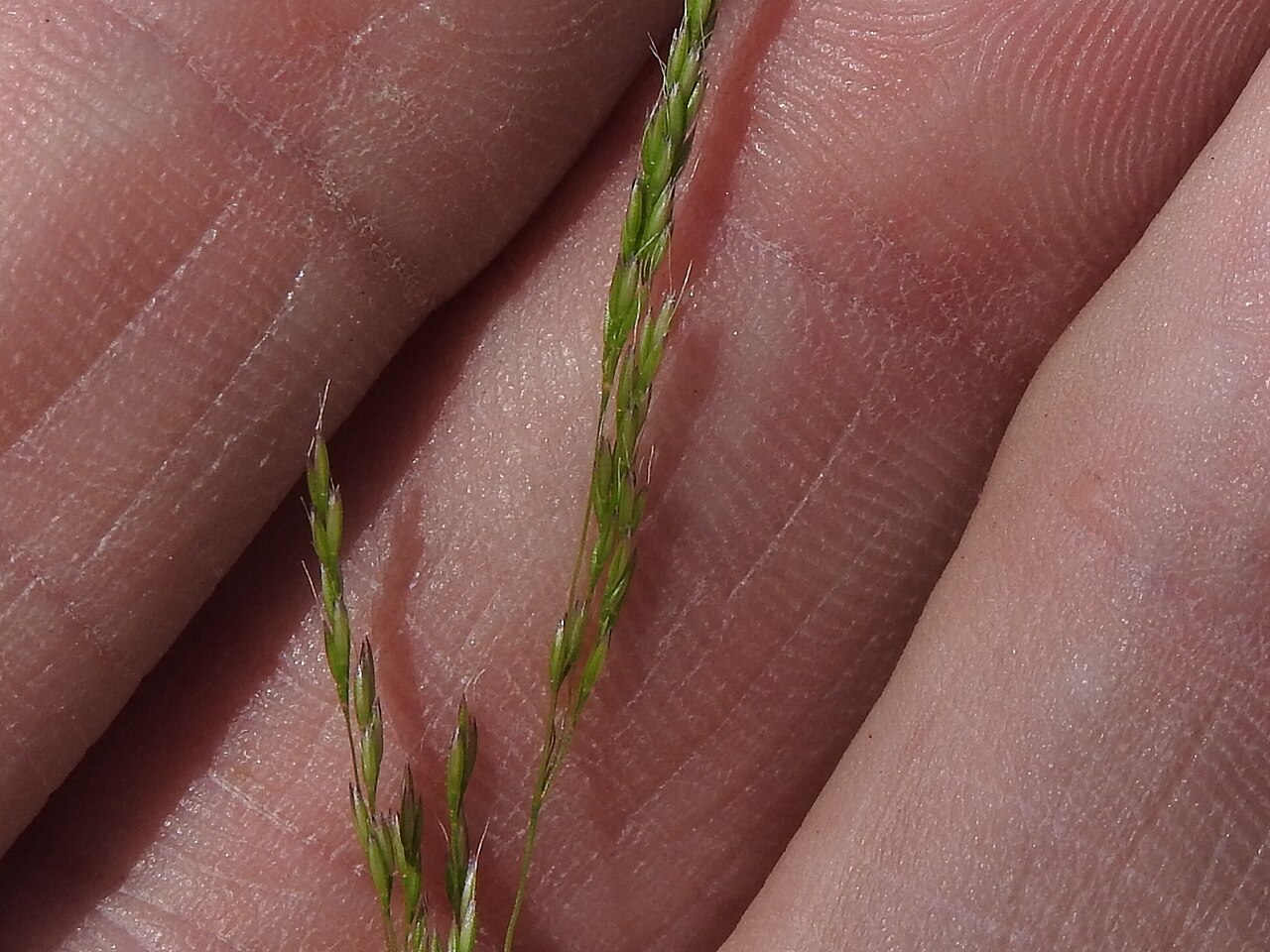 Winter bentgrass: Agrostis hyemalis