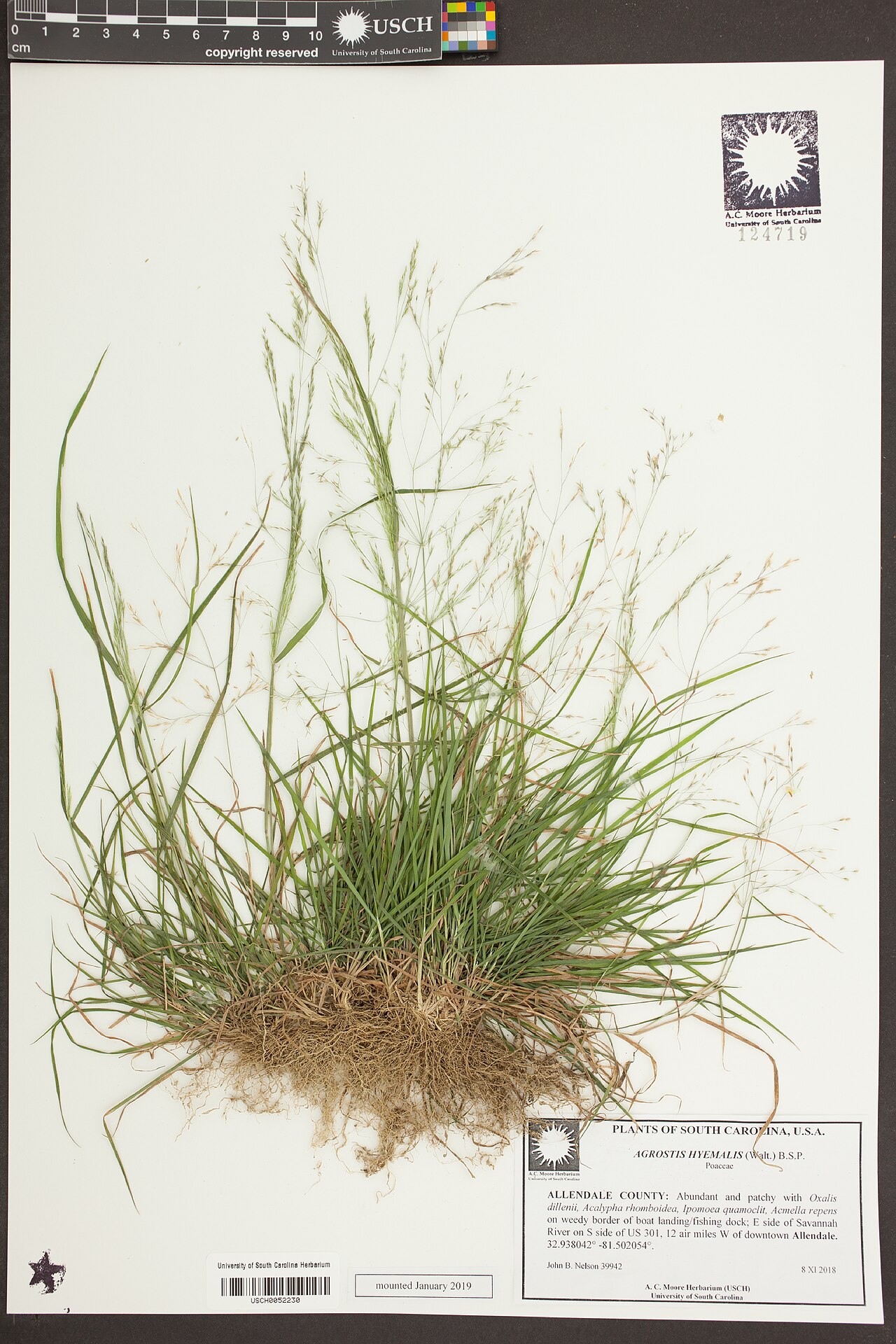 Winter bentgrass: Agrostis hyemalis